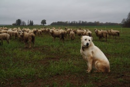 Avys ir jas saugantis aviganis Avys ir jas saugantis aviganis