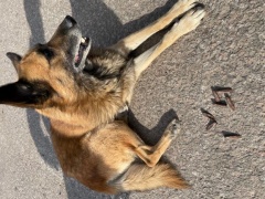E. Butrimo nuotraukoje: benamiu per karą tapusį šunį Rudį priglaudė patikrinimo posto, esančio vos vieną kilometrą nuo sienos su Rusija, savanoriai