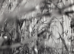 Nuotr. Viktorija Makauskaitė