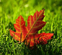 Pixabay vizualas Pixabay vizualas