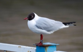 Asociatyvi iliustracija/ Vlado Ščiavinsko nuotrauka